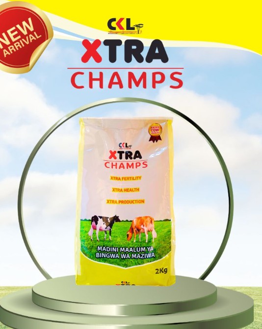 CKL Xtra champs